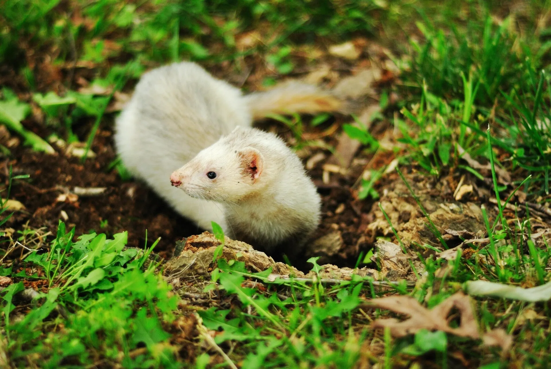 Un furet
